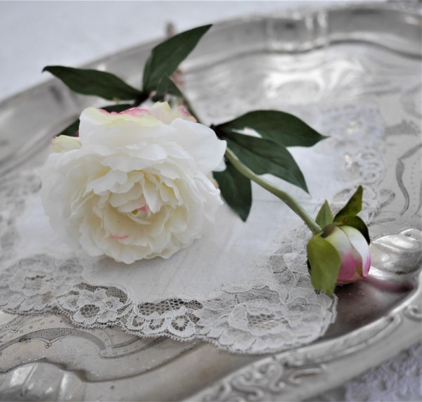 Vacker vit pion med rosa rodnad. I modell om en utslagen blomma en knopp och gröna blad. En välarbetad verklighetstrogen konstbl