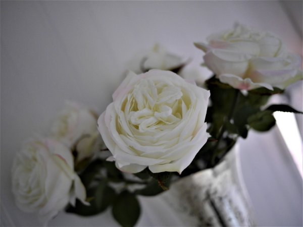 Vit utslagen större ros att dekorera med