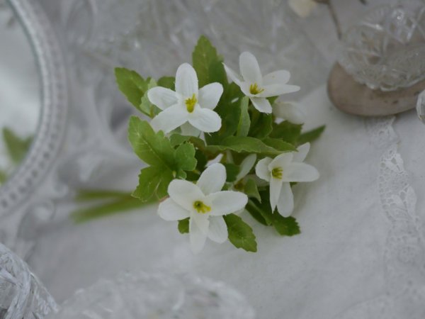 Vår bukett med vitsippor